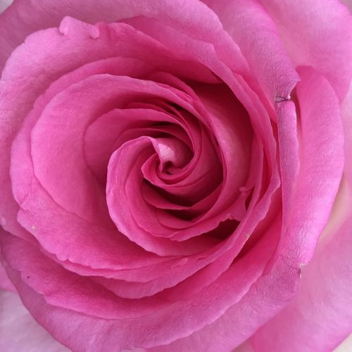Rosa Beverly® - rosa de fragancia intensa - Árbol de Rosas Híbrido de Té - rosal de pie alto - rosa - Wilhelm Kordes III.- forma de corona de tallo recto - Rosal de árbol con forma de flor típico de las rosas de corte clásico.